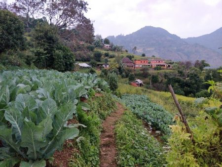 NP 49 Wangsing Deurali1